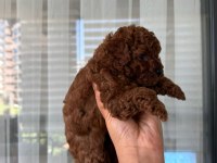 TOY POODLE YAVRULARIMIZ