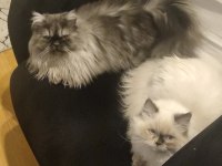 Erkek dişi chinchilla
