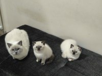 2 TANE BLUE POİNT DİŞİ KEDİMİZ