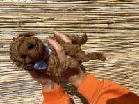Ruhsatlı çiftliğimizden toy poodle