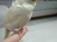 Erkek Japonyada muhabbet kuşu yavrumuz 1.5 aylık