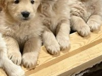 Gold renk golden retriever bebeklerim