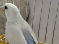 2 aylık yavru sevda papağanı