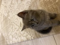 British longhair
