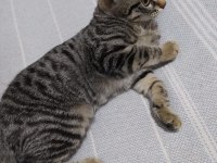 MELEZ YAVRU ANNESİ BEYAZ RUS BABASI TEKİR, SAĞLIKLI