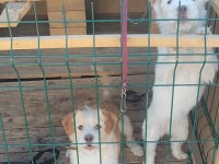 Dişili Erkekli Kulübesiyle Birlikte Köpekler