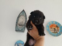 Belçika Kurdu Yavruları Yeni Sahiplerini Bekliyor