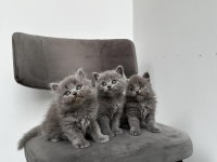 3 ADET GRİ BRİTİSH SHORTHAİR YAVRULAR