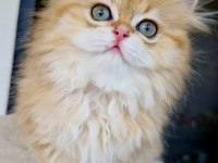Safkan Bebek BLH British Longhair