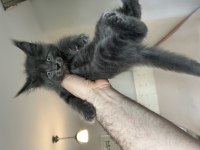 A kalite safkan maine coon