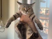 Scottish Shorthair 7 Aylık yavrumuz ömürlük yuva arıyor