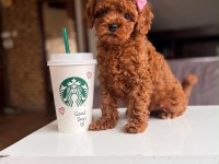 2 adet dişi kg garantili poodle