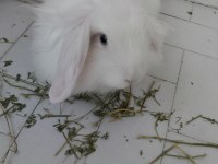 Acil Lop Tavşanı