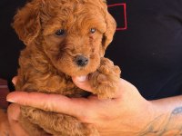 Premıum Kalite Toy Poodle Red Brown Yavrular