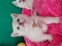 British shorthair blue point yavrularımız hazır