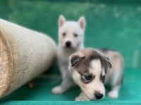 Sibirya Kurdu (Husky) Yavrularımız