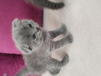 SCOTTISH FOLD YAVRULAR