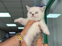 A+ Kalite British Shorthair Bebeğimiz