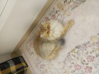 Golden şecereli erkek iran kedisi