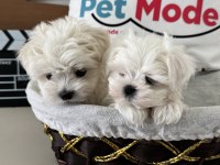 Petmode köpek çiftliğinden tea cup kore maltese
