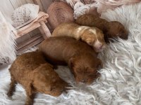 Uygun fiyata original poodle yavruları