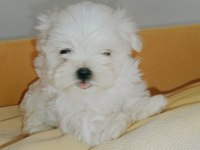 Kif şecereli anne babanın maltese yavrusu