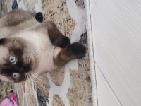 1 yaşında uyumlu insan canlısı siyam kedisi