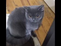 6 aylık yavru sahiplendirilecektir british longhair