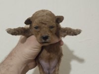 Poodle bebekleri
