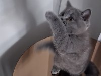 2.5 Aylık ERKEK British Shorthair