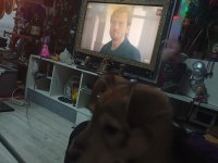 Köpeğimiz Cash yeni ailesini arıyor