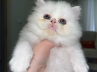 Safkan İran persian yavrular