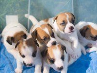 JACK RUSSEL YAVRULARI