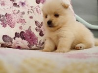 Uygun pomeranian yavrular