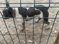 Fransız Bulldog Köpeği Dişi