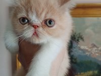 Exotic shorthair ve longhair dişi erkek yavrular
