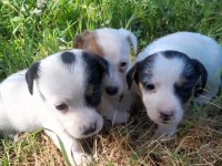 Jack russell yavrularım