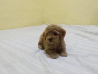 Dünya Tatlısı Maltipoo Yavruları