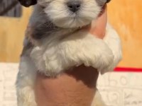 Orjinal ötesi morkie bebekler