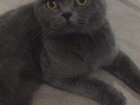Scottish Fold Kedisi