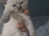 British ve scottish fold kardeşler teslime hazır