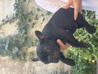 Show Kalite BLACK Dişi French Bulldog