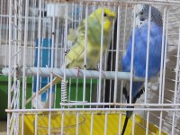 1 tane jumbo 1 tane şov ve 1 tane normal mavi muhabbet kuşu
