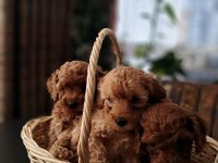 Sevimli Toy Poodle Yavrular 