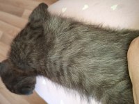 Erkek 3 aylık ücretli scottish fold