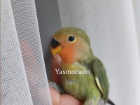 Yavru Sevda Papağanı