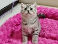 British shorthair ponçik lokma tatlımı kim ister