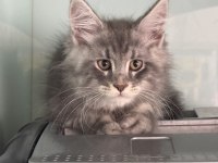 Show kalite maine coon yavrularımızı canlı görün