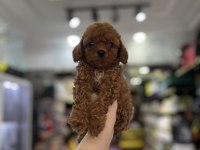 Birbirinden güzel toy poodle bebekler