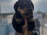 Rottweiler Bebekler